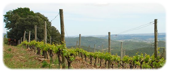 Les Terrasses de Gabrielle Vigne