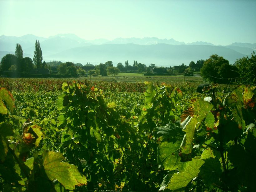 Domaine Giachino