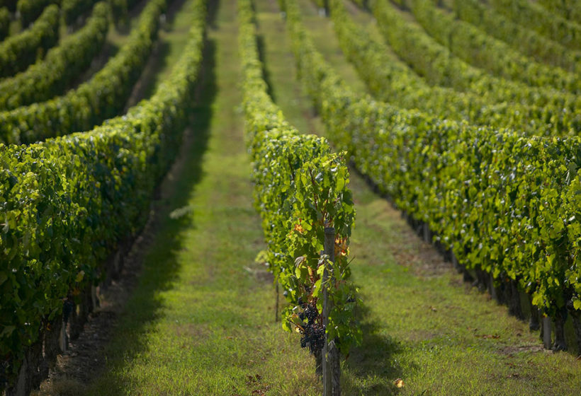 Vignoble Bordeaux