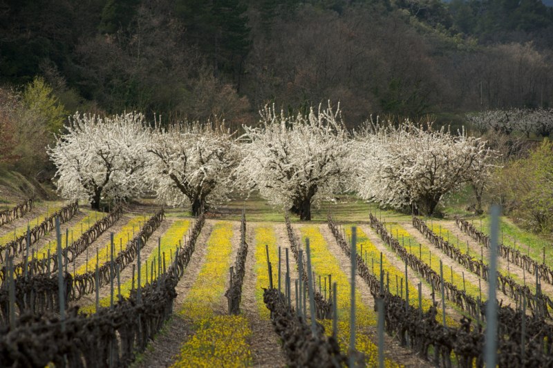 Les Vignerons d'Amédée